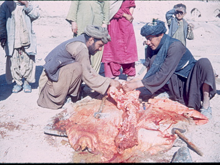 Ein Kamel wird geschlachtet