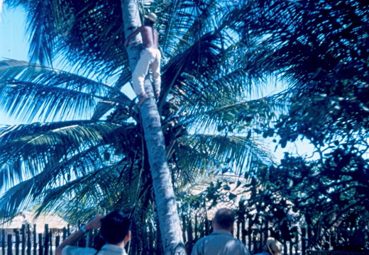 Kokosnüsse frisch von der Palme