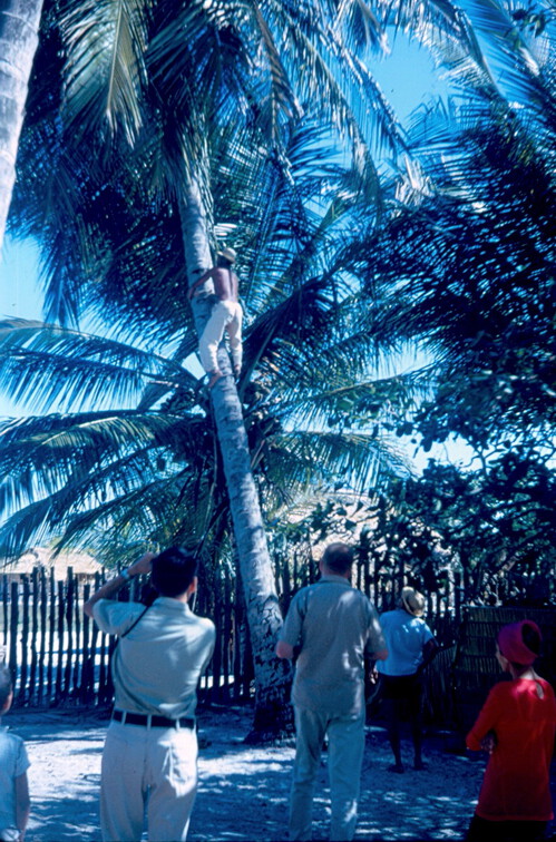 Kokosnüsse frisch von der Palme