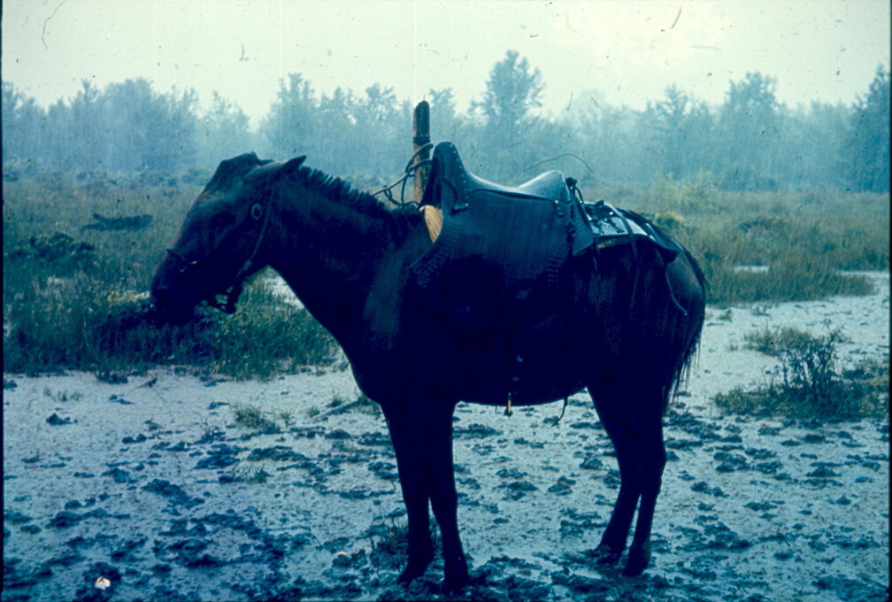 Tropischer Regen sieht so aus!