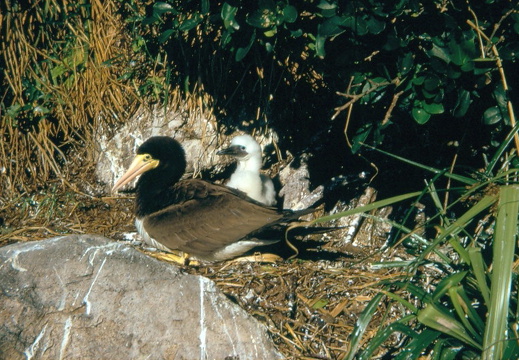 Auf der Vogelinsel - Tölpel mit Jungvogel
