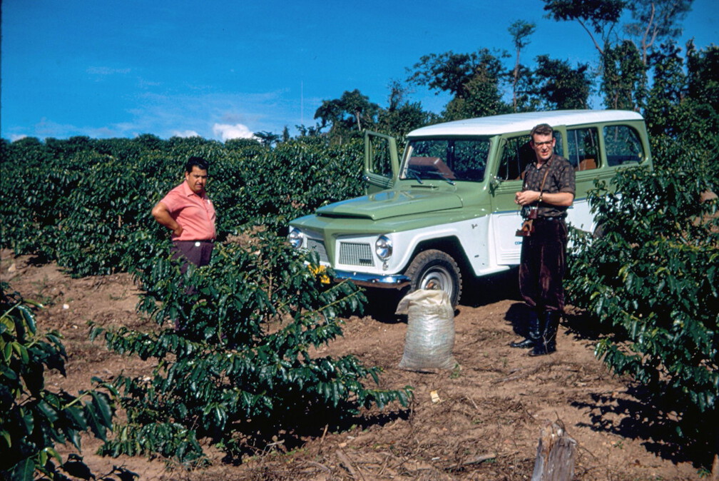 In der Kaffeeplantage