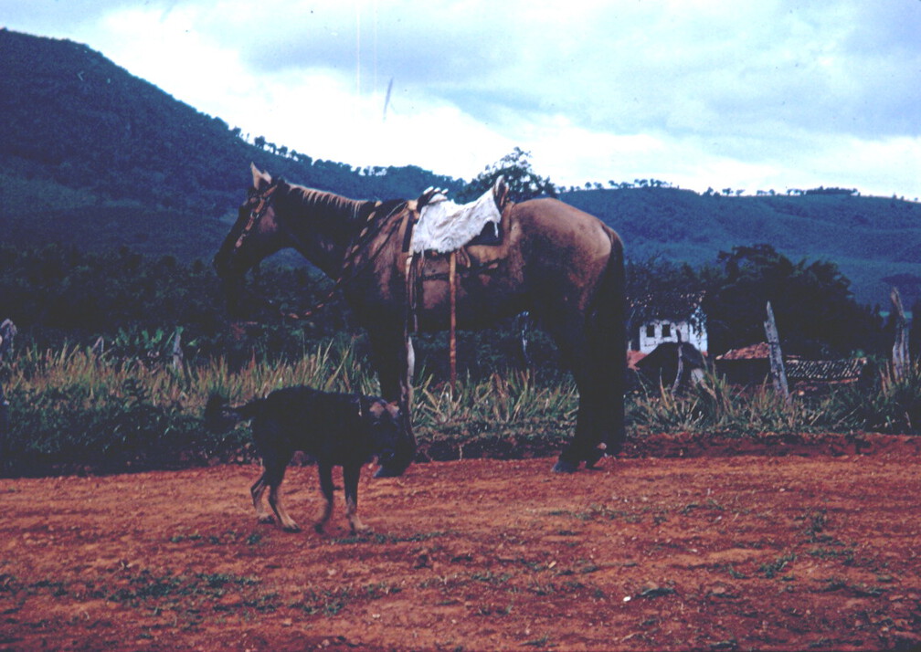 Zum Glück gibt es Pferde