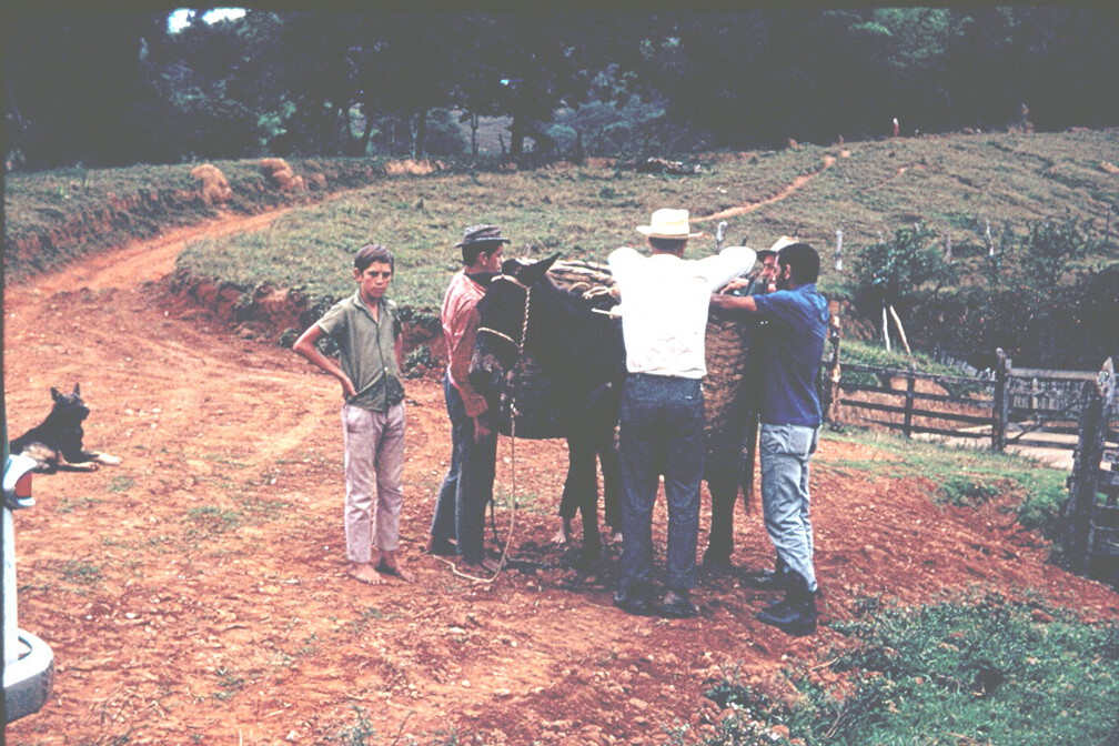 Maultiere tragen die Ausrüstung
