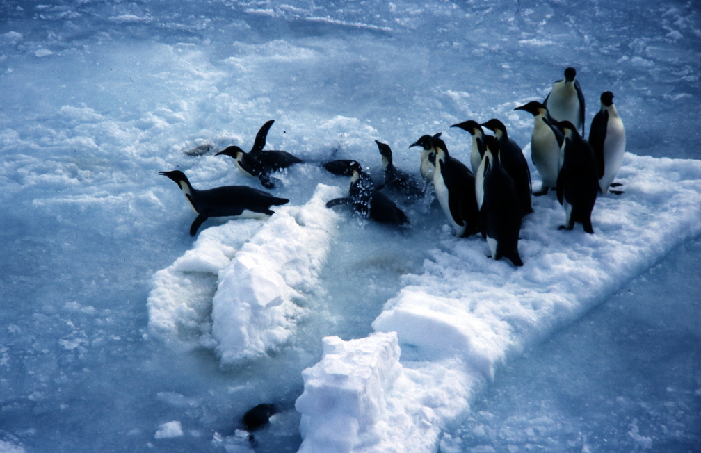 Schau der Kaiserpinguine