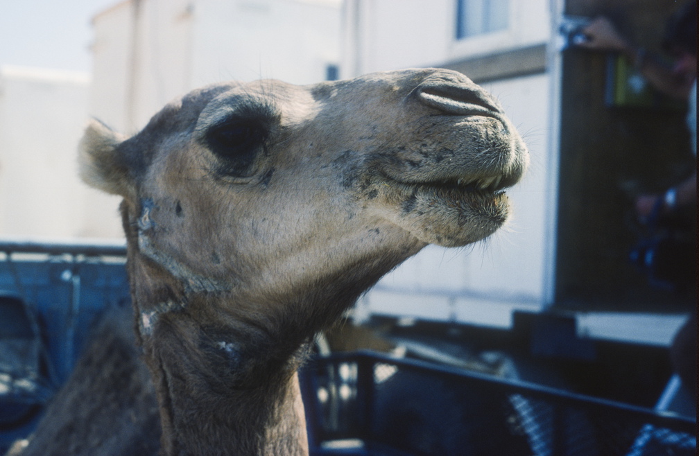 Libyen LY23 5 1982 Bild 62