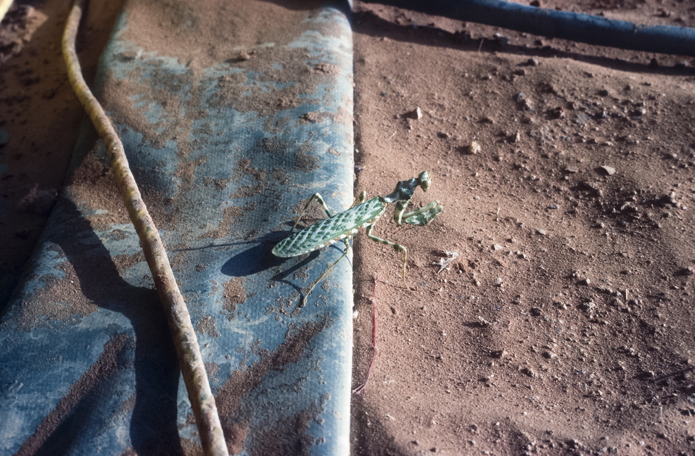 Libyen LY23 1 1983 Bild 14