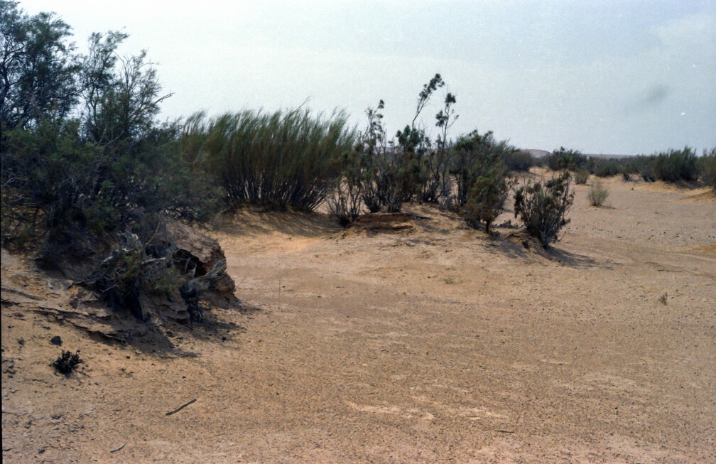 Libyen LY23 2 1983 Bild 32