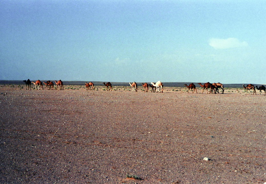 Libyen LY23 3 1983 Bild 38
