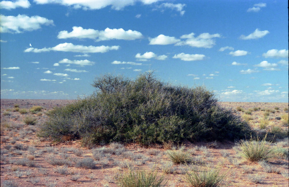 Libyen LY23 3 1983 Bild 42