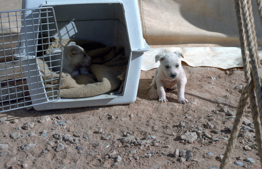 Libyen LY23 1 1984 Bild 03