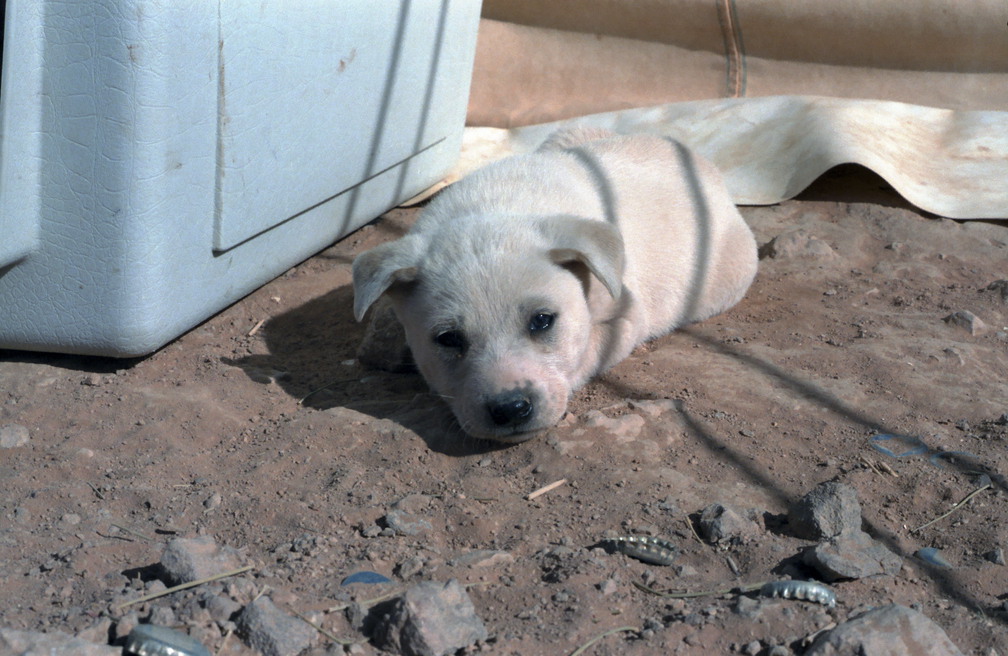 Libyen LY23 1 1984 Bild 04