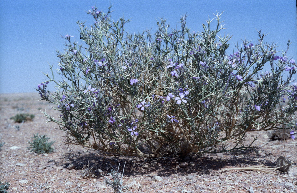 Libyen LY23 2 1984 Bild 22