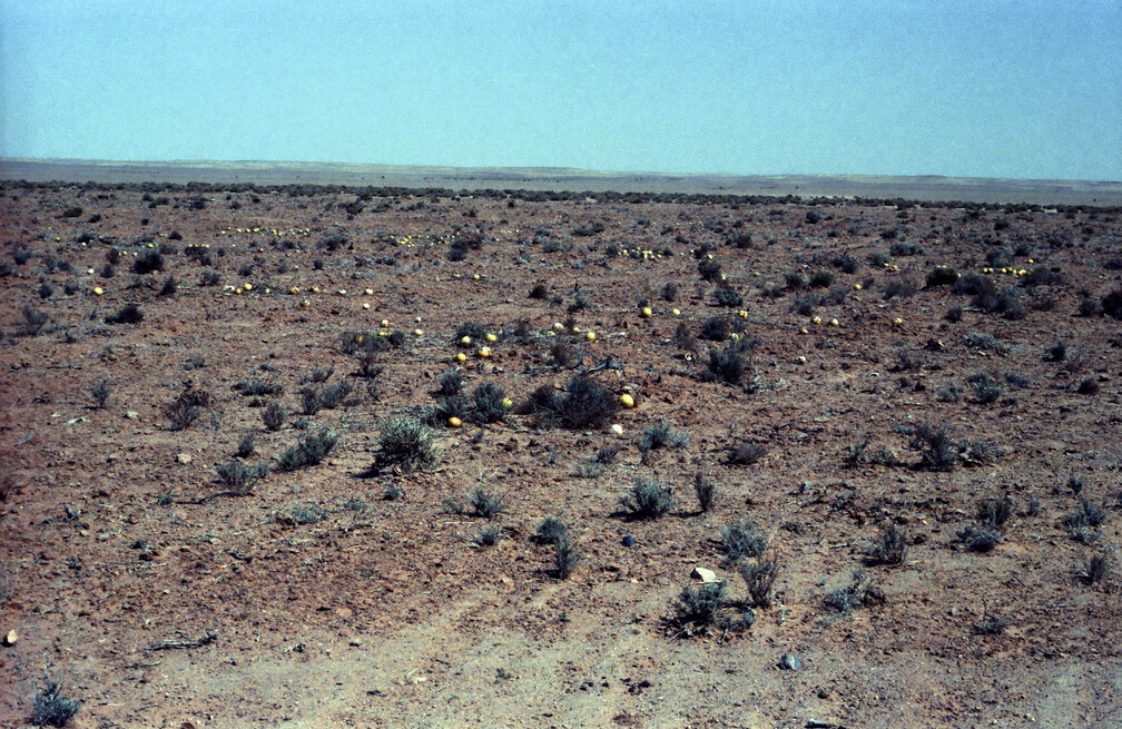 Libyen LY23 2 1984 Bild 24