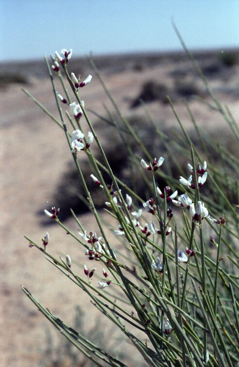 Libyen LY23 2 1984 Bild 25