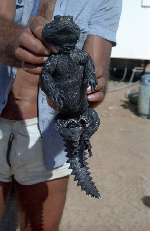 Libyen LY23 2 1984 Bild 28