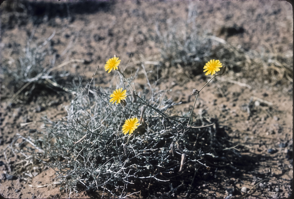 Libyen LY23 3 1984 Bild 31