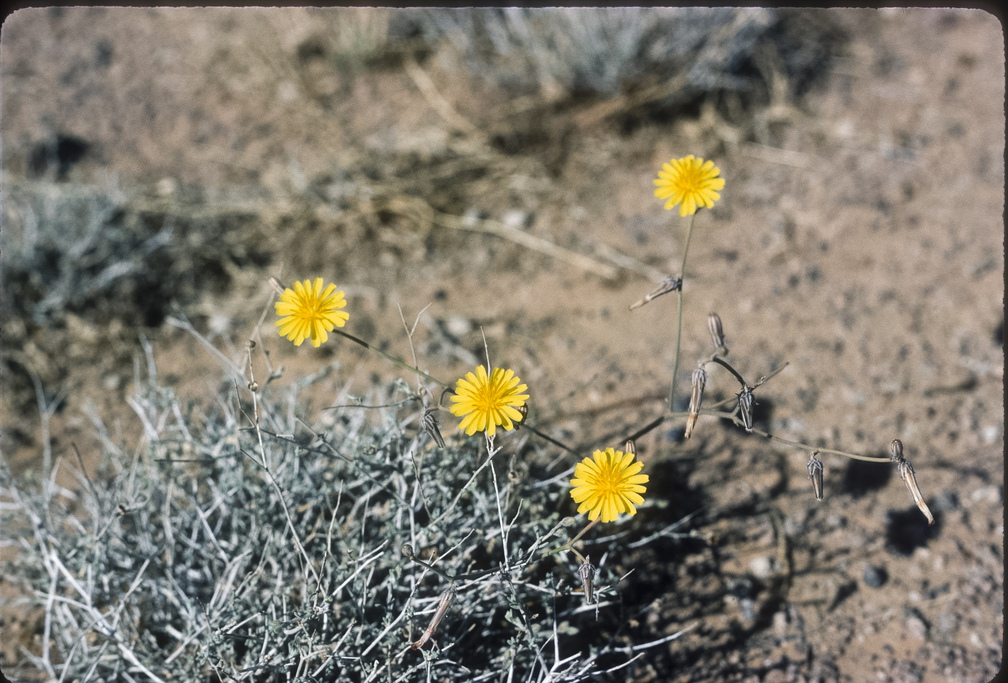 Libyen LY23 3 1984 Bild 32