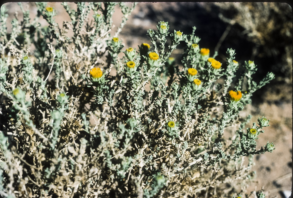 Libyen LY23 3 1984 Bild 33