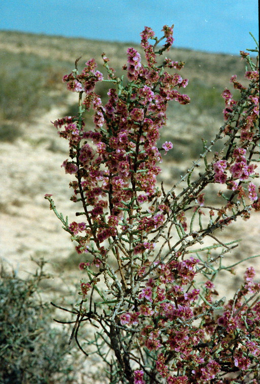Libyen Conc129 1987 Bild 05