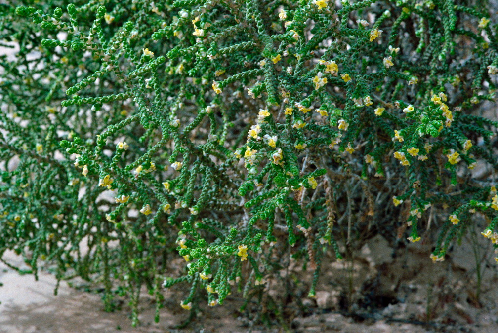 Libyen Conc129 1987 Bild 40