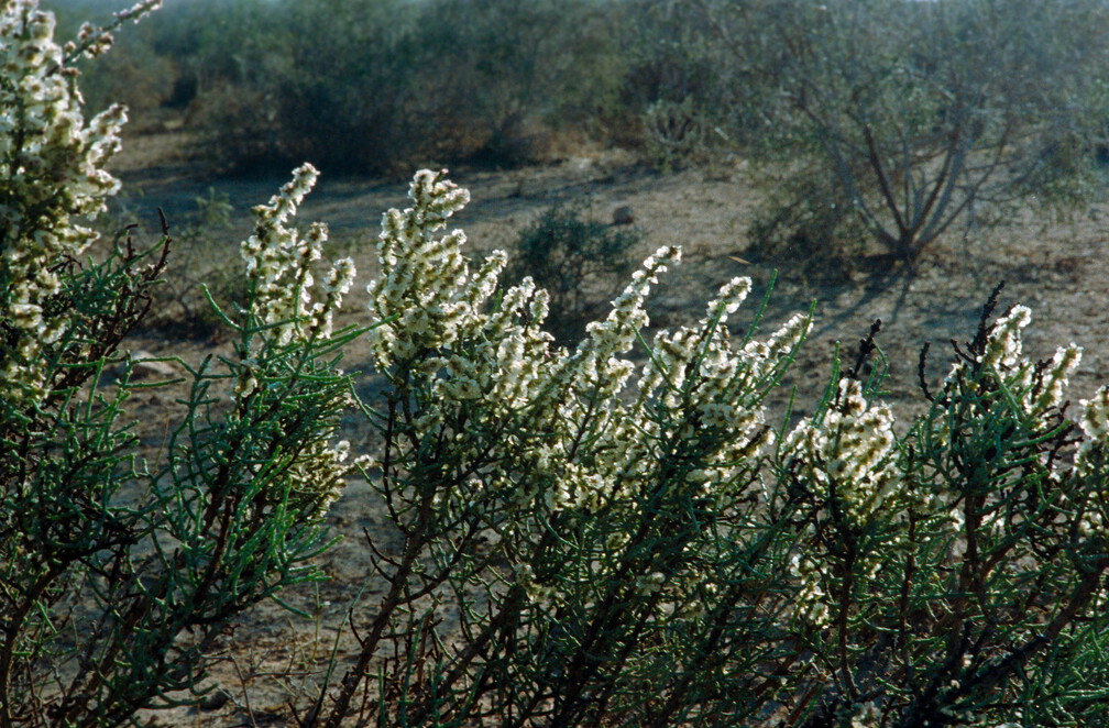 Libyen Conc129 1987 Bild 52