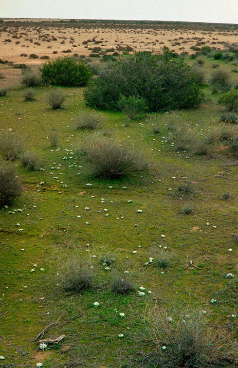 Libyen Conc129 1987 Bild 88