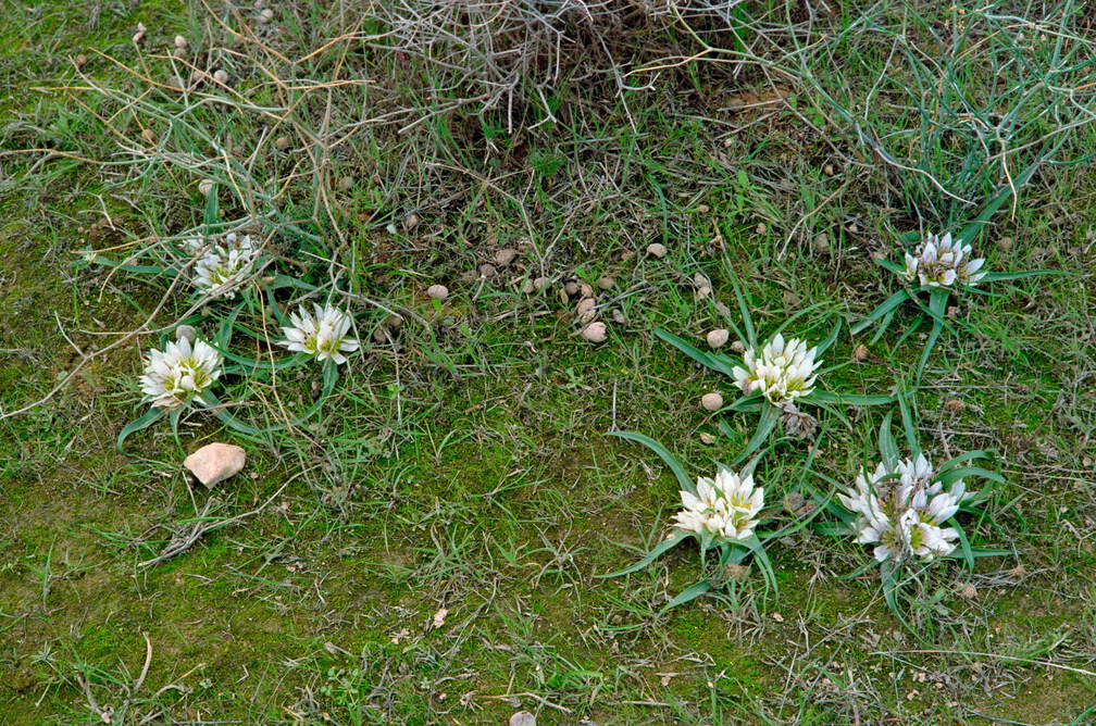 Libyen Conc129 1987 Bild 89