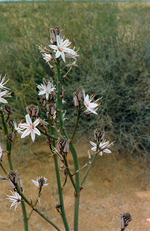 Libyen Conc129 1987 Bild 90