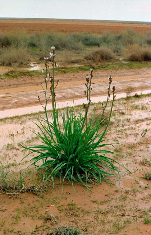 Libyen Conc129 1987 Bild 91