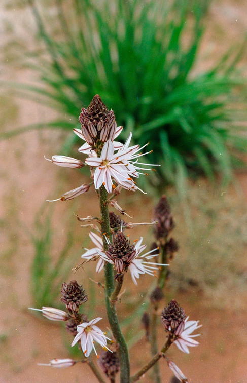 Libyen Conc129 1987 Bild 92