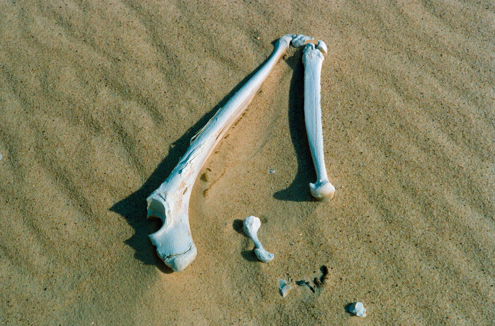 Libyen 285 Conc51 1988 Bild 002