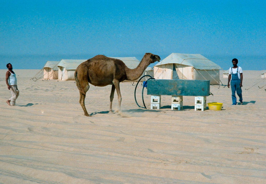 Libyen 285 Conc51 1988 Bild 006