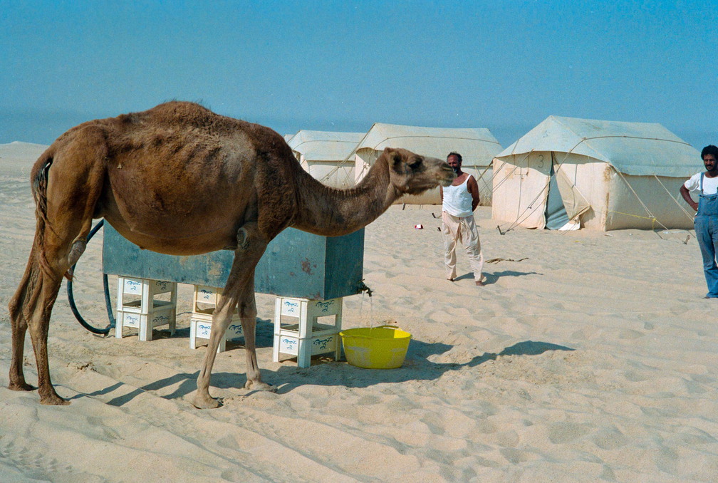 Libyen 285 Conc51 1988 Bild 007