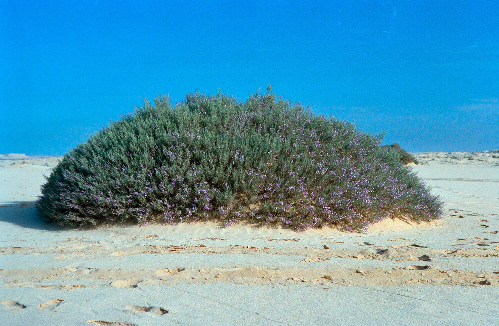 Libyen 285 Conc103 1988 Bild 022