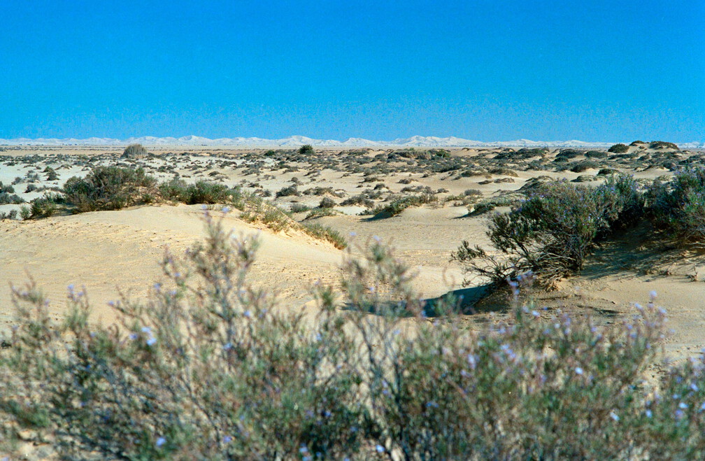 Libyen 285 Conc103 1988 Bild 069