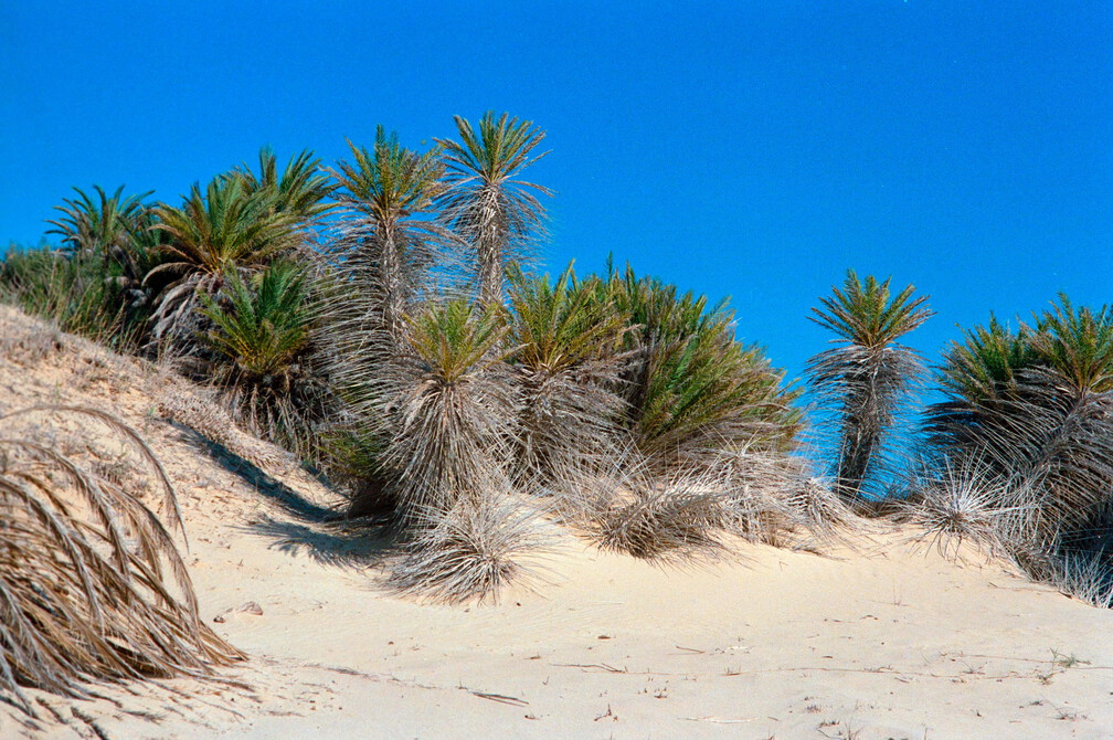 Libyen 285 Conc103 1988 Bild 070