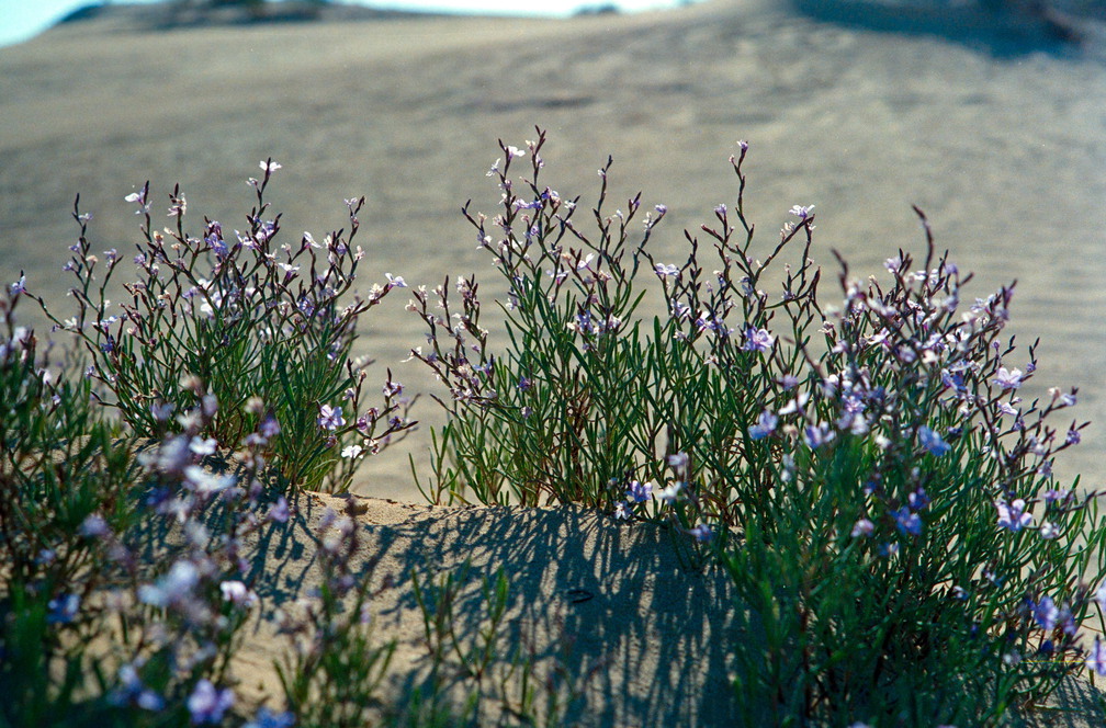 Libyen 285 Conc103 1988 Bild 073