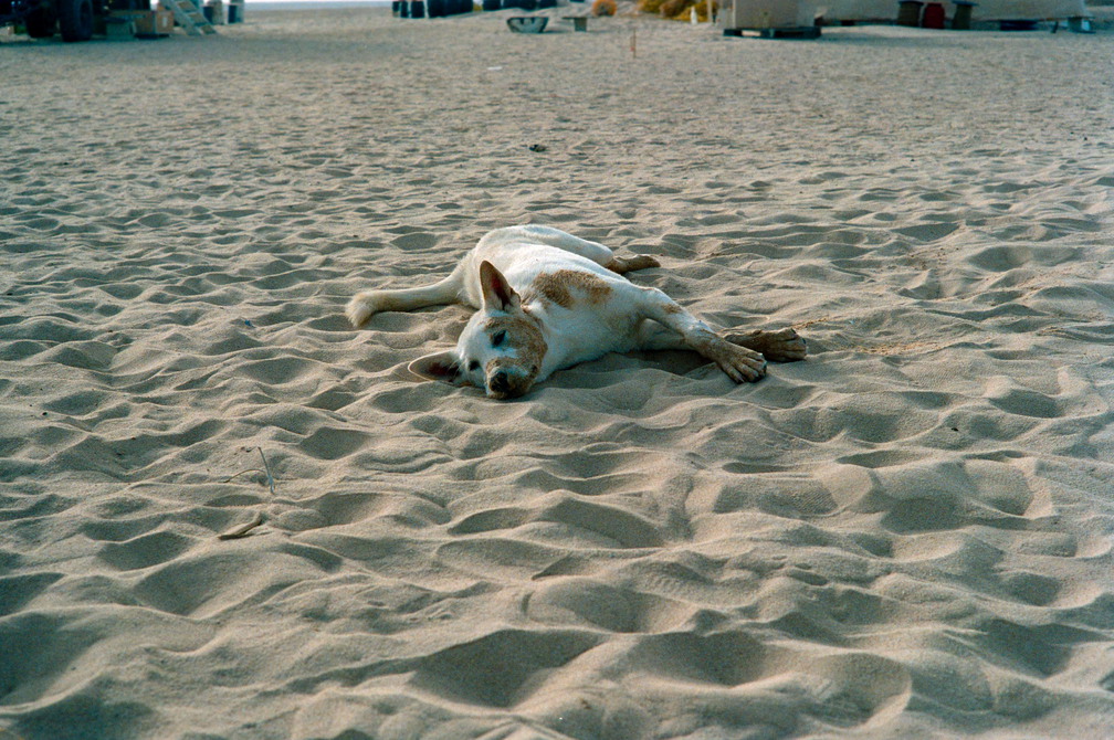 Libyen 285 Conc103 1988 Bild 086