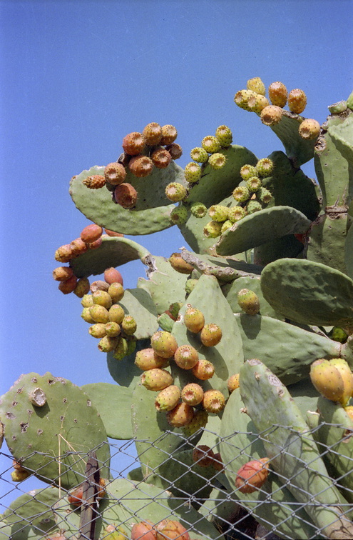 Sizilien Landschaft und K 1992  0010
