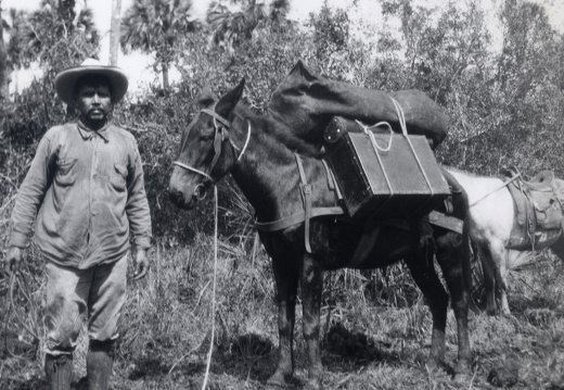 Refraktionsseismik in Mexiko 1923. Zum Transport der gesamten seismischen Ausrüsung genügte ein Maultier.