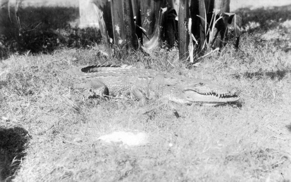 ..von diesen dickhäutigen Allesfressern.