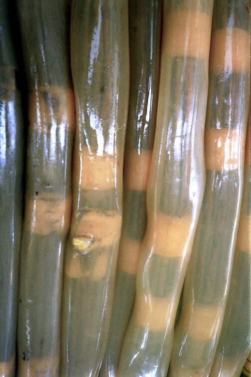 SV PROSPEKTA - Guinea Bissau 1986