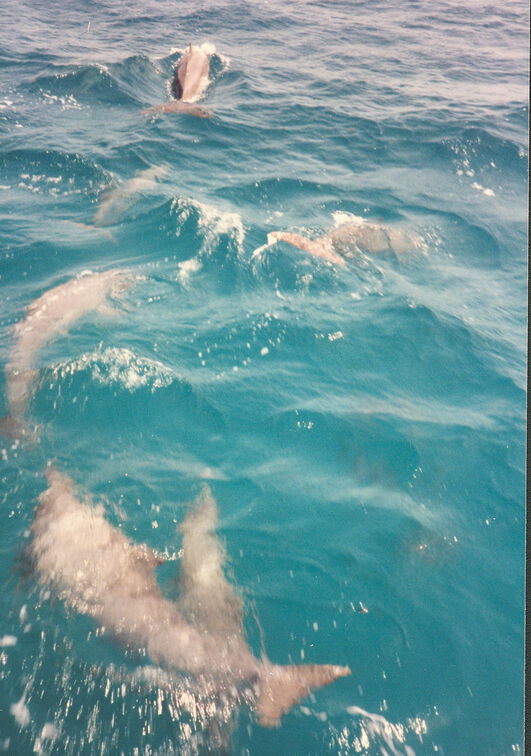 SV Manta Aegypten 1985 15