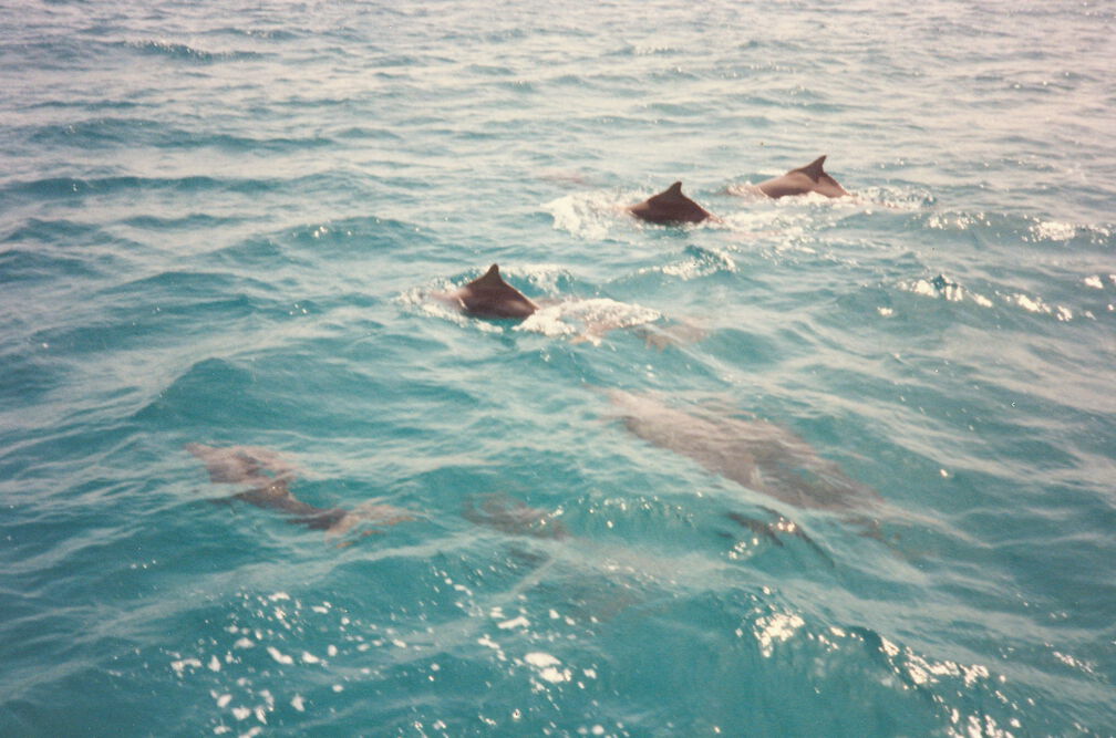 SV Manta Aegypten 1985 16