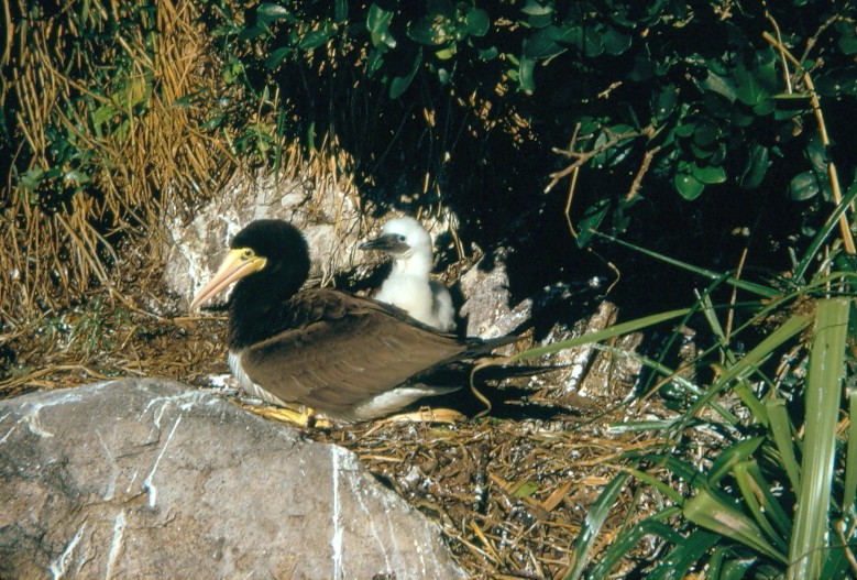 Auf der Vogelinsel - Tölpel mit Jungvogel